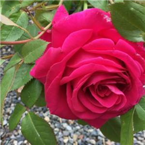 ALL MY LOVING (hybrid tea)